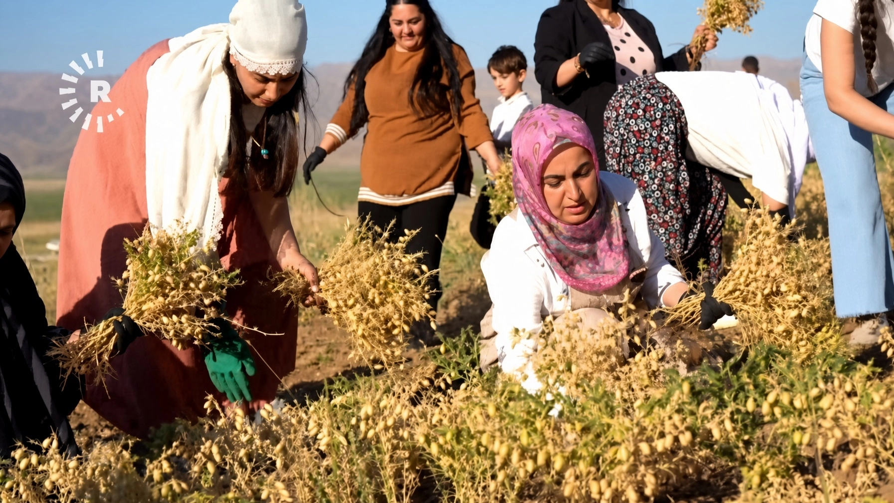 Geverli kadınlardan ata tohumu seferberliği: Yerli nohut hasadı başladı