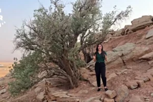 Tarihe kök salmış bir dev: Kürdistan Bölgesi’nde bin yıllık zeytin ağacı keşfedildi