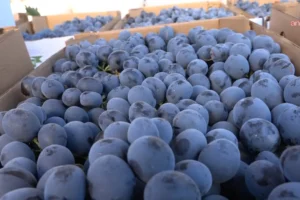 Çiftçi-Sen: Kuru üzüm fiyatı en az 151,50 TL olmalı