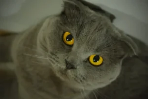 8 Ağustos Dünya Kedi Günü: Evlerimizin minik kaplanlarını ne kadar tanıyoruz?