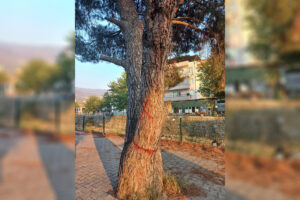 Çine’de kırmızı boyalı ağaç tedirginliği: "Ağaçlarımızı kestirmeyeceğiz"