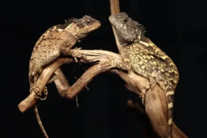 Yeni keşfedilen kertenkele türü adını 'House of the Dragon'dan aldı