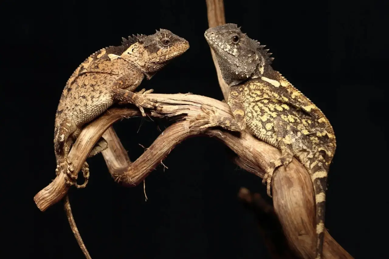 Yeni keşfedilen kertenkele türü adını 'House of the Dragon'dan aldı