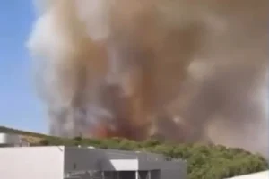 Bursa'da orman yangını