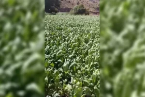 Adıyaman'da dolu yağışı: Ekili araziler zarar gördü