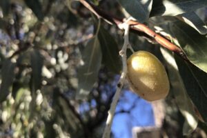 40 yıllık zeytin şirketi iflasın eşiğinde: 1 yıl mühlet verildi