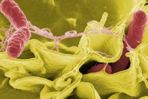 ABD'de salmonella salgını 27 eyalete yayıldı