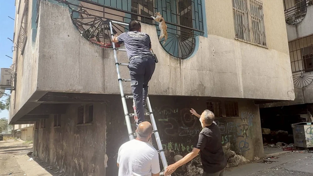 Antalya'da apartmanda yangın: Balkonda mahsur kalan kediyi itfaiye kurtardı