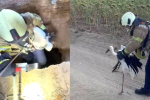 Avcılar’da kuyuya düşen leyleği itfaiye kurtardı