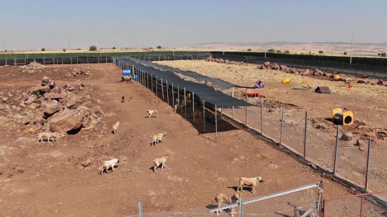Diyarbakır’da 15 bin sokak köpeğinin evi olacak: İşte adresi