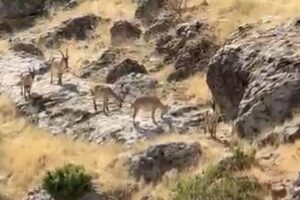 Diyarbakır'da dağ keçileri sürü halinde görüldü