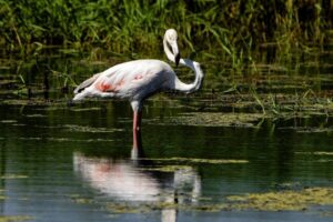 Diyarbakır'da flamingo sürprizi: İlk kez görüntülendi