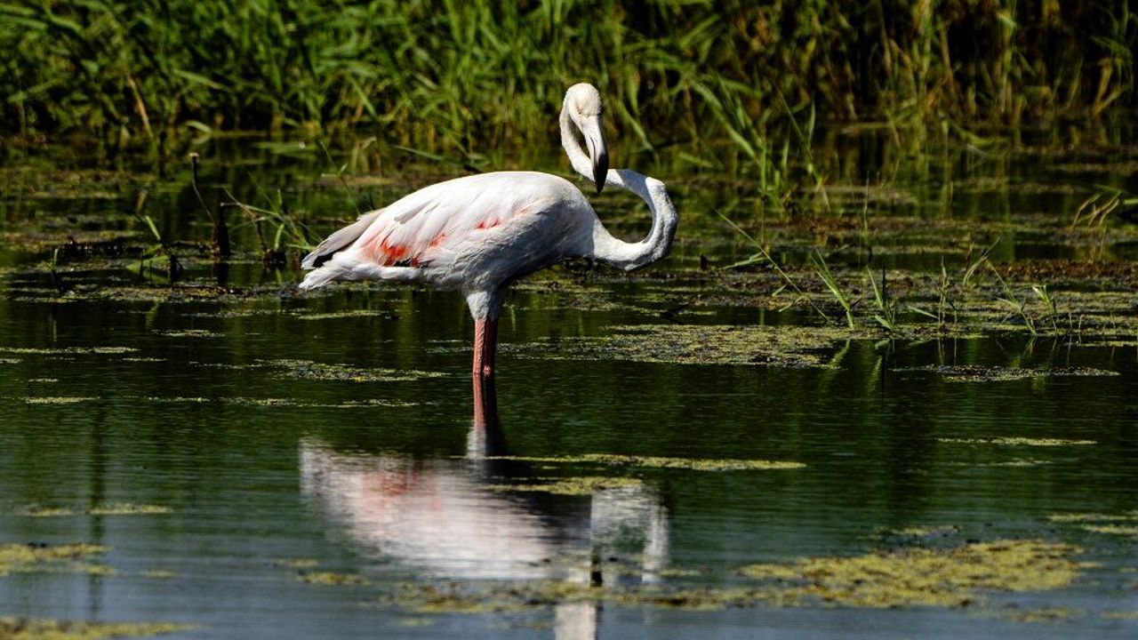 Diyarbakır'da flamingo sürprizi: İlk kez görüntülendi