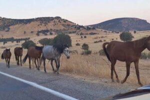 Diyarbakır’da yaban atları yola indi: İşte adresi!