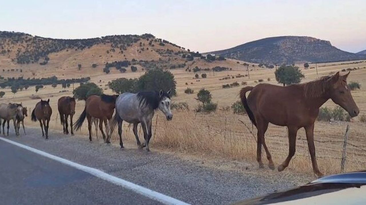 Diyarbakır’da yaban atları yola indi: İşte adresi!
