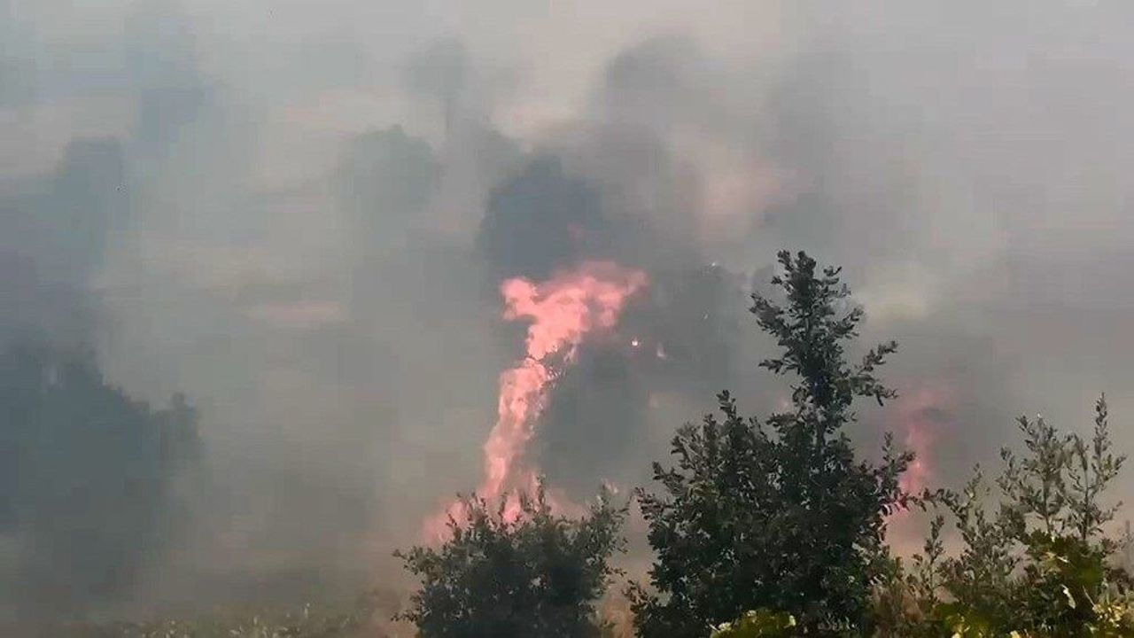 Diyarbakır'da yangın 400 dönümlük alanı küle çevirdi