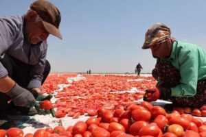 Diyarbakır’ın güneşinde kuruyor: Karacadağ domatesi dünya pazarında