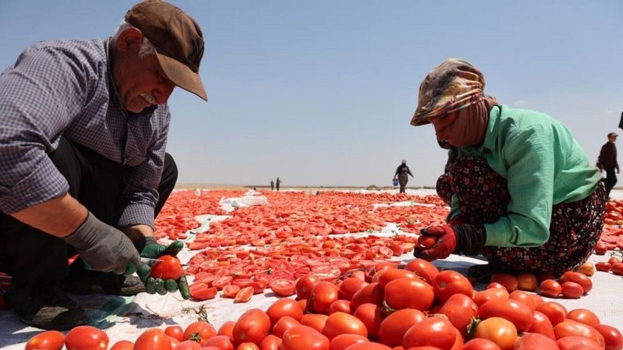 Diyarbakır’ın güneşinde kuruyor: Karacadağ domatesi dünya pazarında