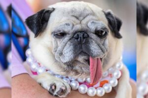 Dondurucu soğukta terk edilmişti: 2026’nın en çirkin köpeği seçildi