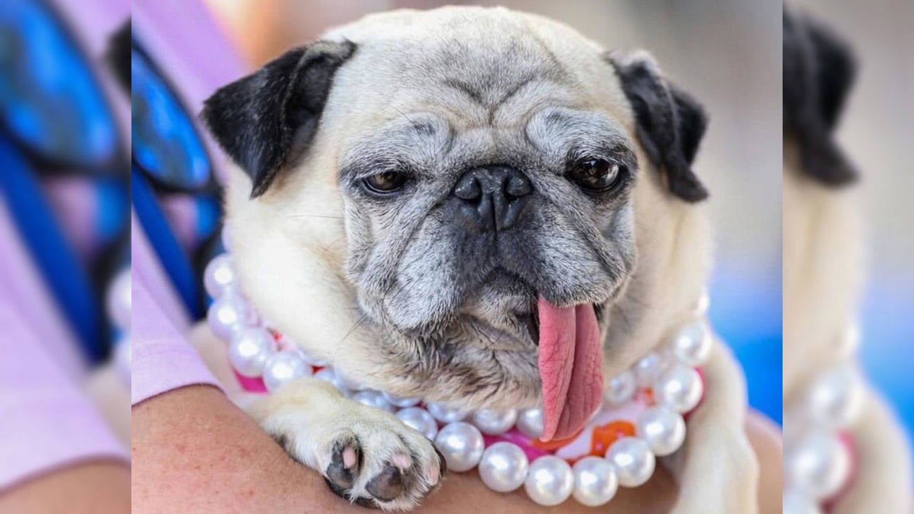 Dondurucu soğukta terk edilmişti: 2026’nın en çirkin köpeği seçildi
