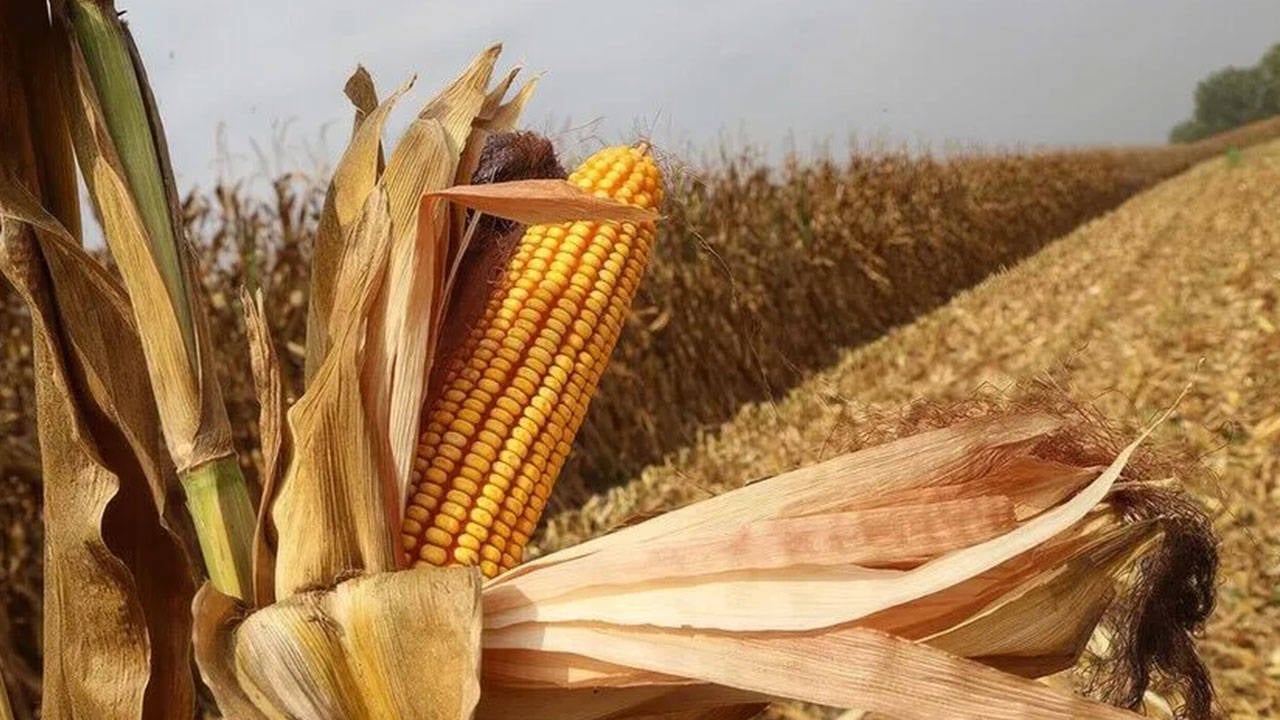 El Nino, mısır fiyatlarını 3 yılın zirvesine taşıdı