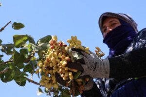 Diyarbakır'da ‘yeşil altın’ hasadı: Sıcaklık 45, hissedilen 50 derece!