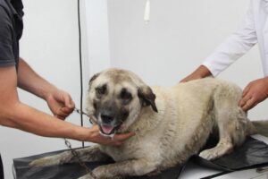 Giresun’da köpeği ezen sürücü gözaltına alındı