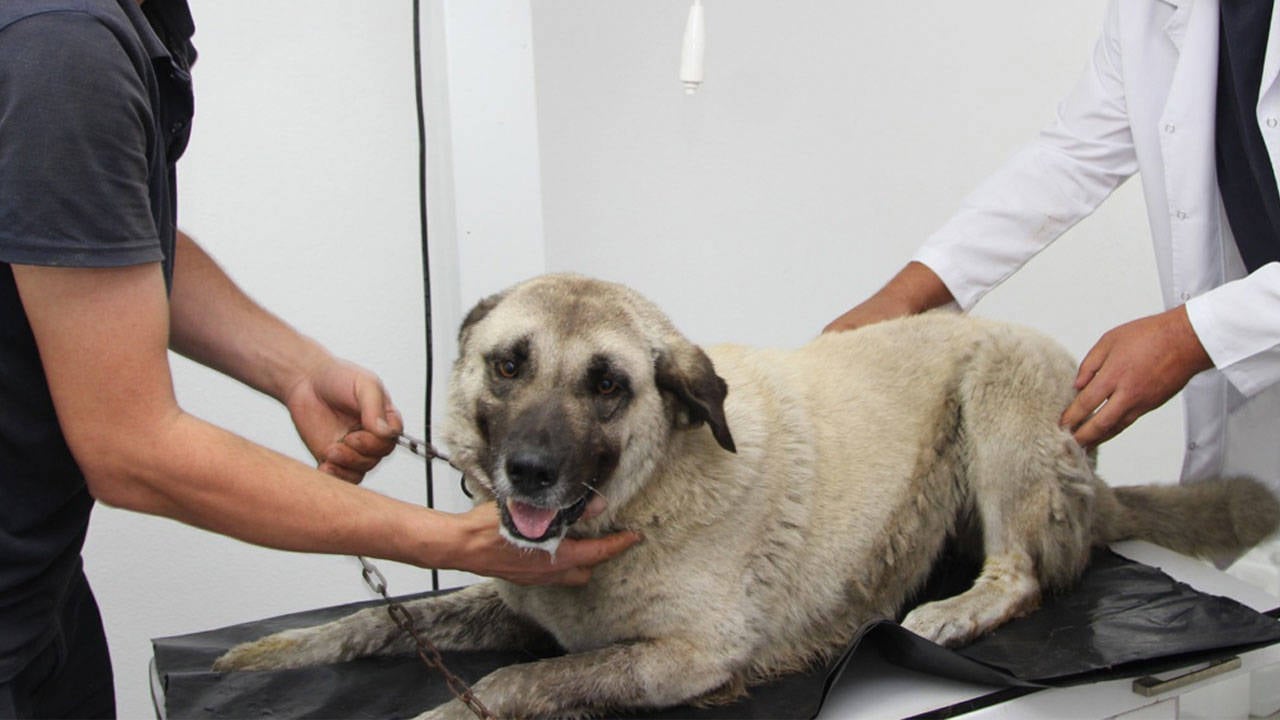 Giresun’da köpeği ezen sürücü gözaltına alındı