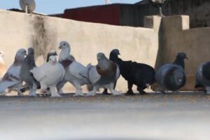 Diyarbakır’ın özgün güvercin oteli yeniden açıldı