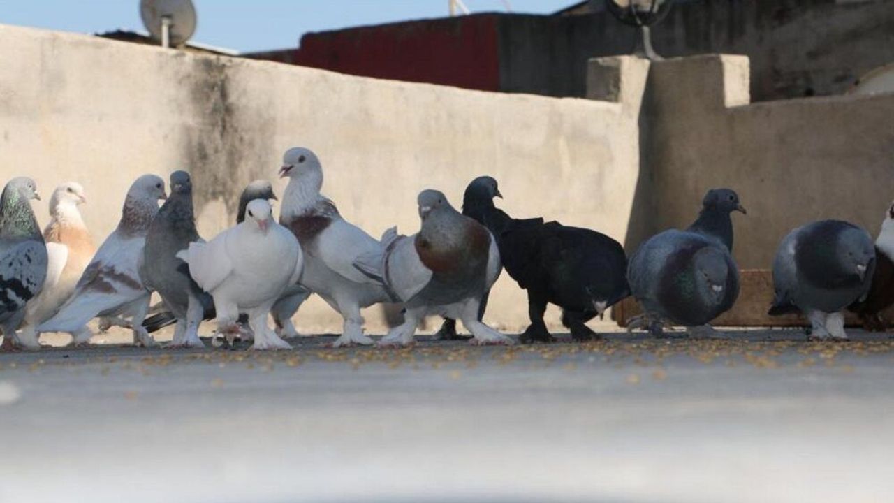 Diyarbakır’ın özgün güvercin oteli yeniden açıldı