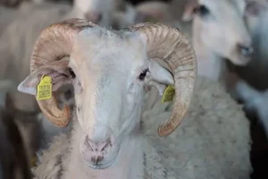 Kars'ta yıldırım isabet eden 12 koyun öldü