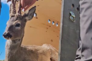 Kastamonu'da yaralı bulunan karaca doğaya bırakıldı