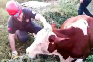 Kuyuya düşen inek itfaiye tarafından kurtarıldı