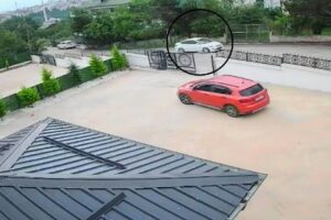 Ordu’da bir sürücü köpeğe çarpıp kaçtı: Köpek hayatını kaybetti