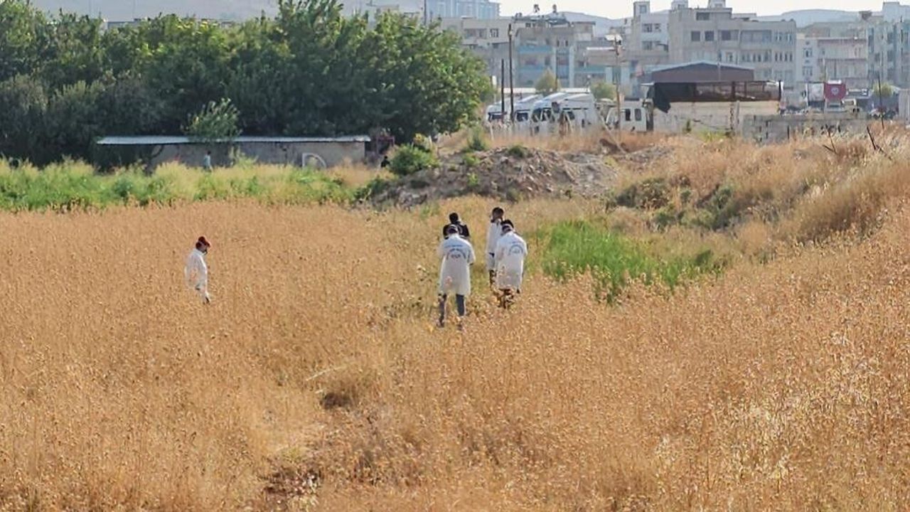 Şanlıurfa'da tarlada cansız erkek bedeni bulundu
