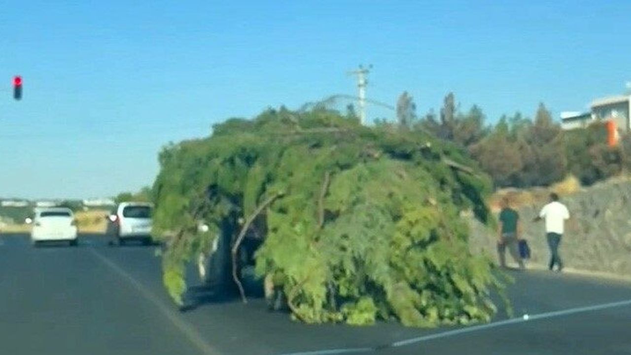 Diyarbakır trafiğinde akılalmaz görüntü: Yürüyen orman gibi!