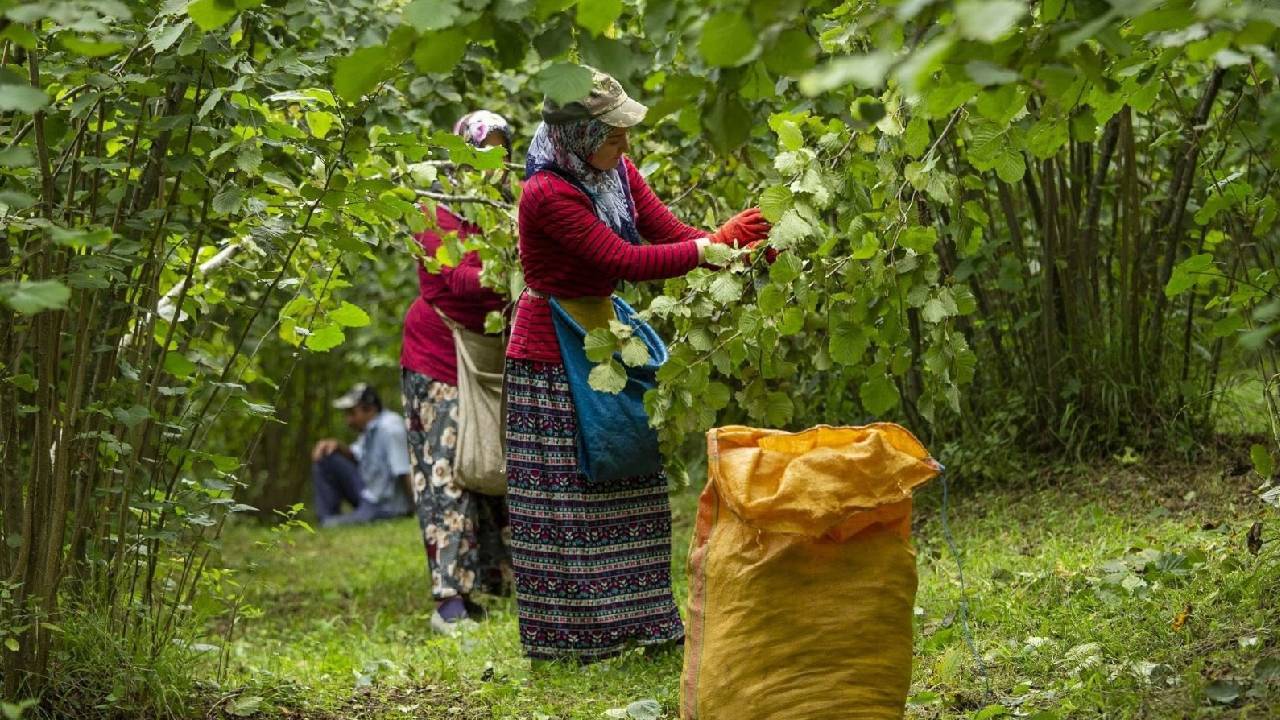 Üretici düşük alım fiyatına tepkili: TMO bizimle fındıkkıran oynuyor