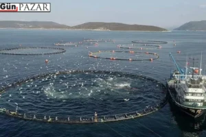 Who owns the sea: Cage fishing in the Black Sea and the struggle for a livelihood
