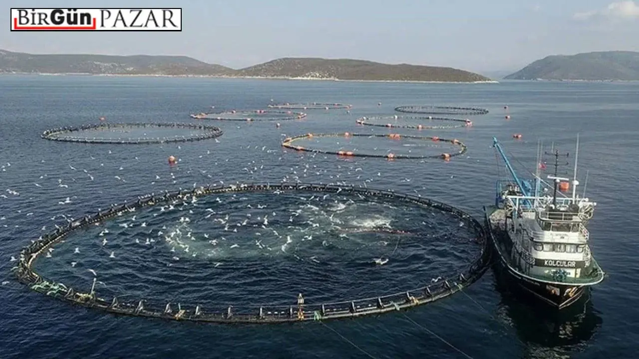 Who owns the sea: Cage fishing in the Black Sea and the struggle for a livelihood