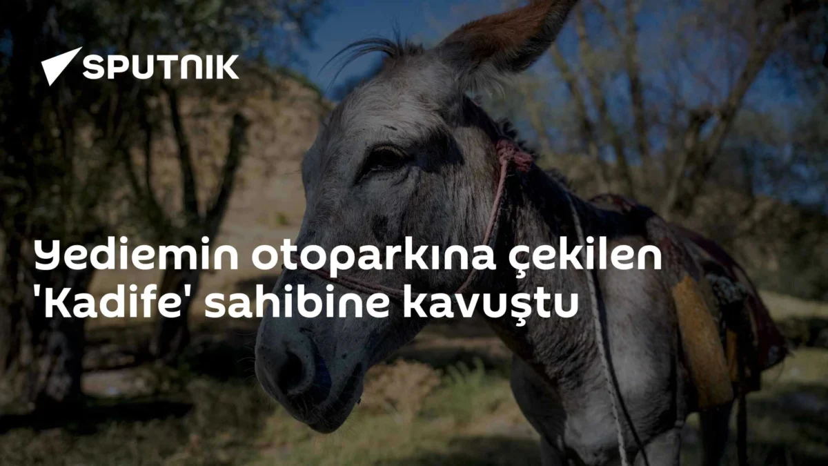 Yediemin otoparkına çekilen 'Kadife' sahibine kavuştu