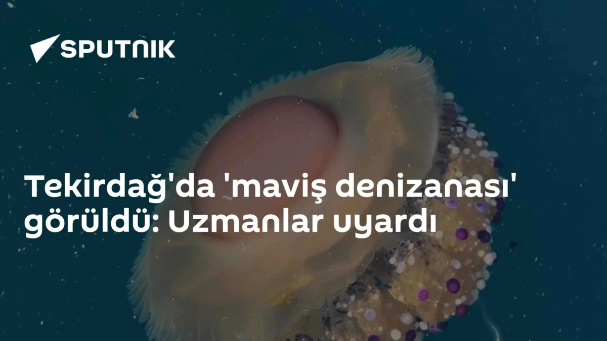 Tekirdağ'da 'maviş denizanası' görüldü: Uzmanlar uyardı