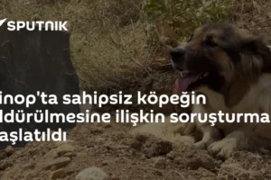 Sinop'ta sahipsiz köpeğin öldürülmesine ilişkin soruşturma başlatıldı