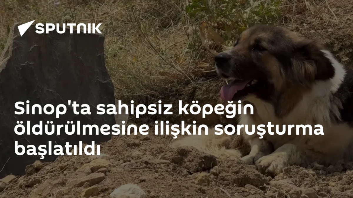 Sinop'ta sahipsiz köpeğin öldürülmesine ilişkin soruşturma başlatıldı