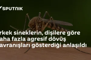 Erkek sineklerin, dişilere göre daha fazla agresif dövüş davranışları gösterdiği anlaşıldı