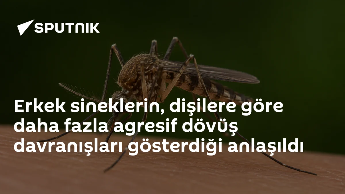 Erkek sineklerin, dişilere göre daha fazla agresif dövüş davranışları gösterdiği anlaşıldı