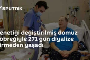 Genetiği değiştirilmiş domuz böbreğiyle 271 gün diyalize girmeden yaşadı