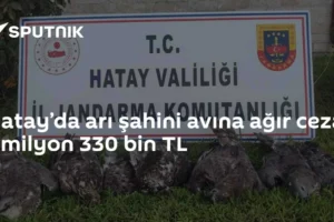 Hatay’da arı şahini avına ağır ceza: 1 milyon 330 bin TL