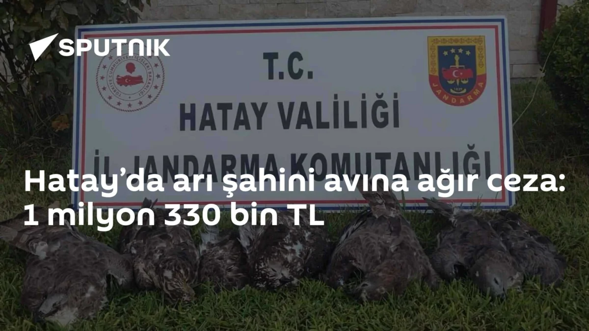 Hatay’da arı şahini avına ağır ceza: 1 milyon 330 bin TL