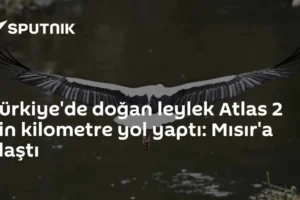 Türkiye'de doğan leylek Atlas 2 bin kilometre yol yaptı: Mısır'a ulaştı