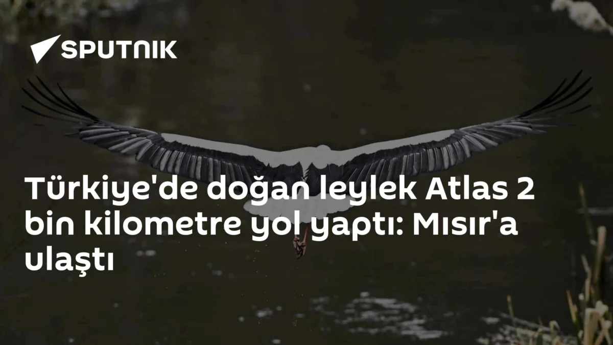 Türkiye'de doğan leylek Atlas 2 bin kilometre yol yaptı: Mısır'a ulaştı